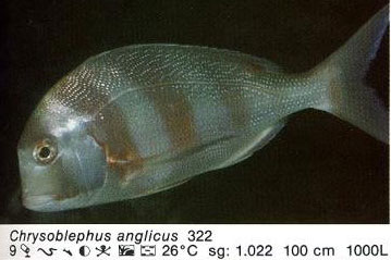 Chrysoblephus anglicus